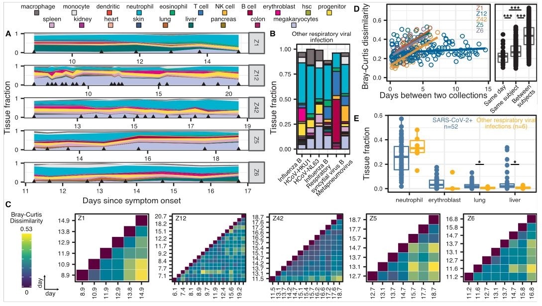 High frequency sample collection cohort at UCSF. A-B) Patient-specific relative tissue contributions for SARS-CoV-2 patients (A) and other RNA-virus infection patients (B). Triangles indicate sampling times. C) Heatmaps of Bray-Curtis dissimilarity. D) Scatterplot of patientspecific Bray-Curtis dissimilarity (left) and boxplot of Bray-Curtis dissimilarity between cfDNA tissue proportions from samples collected from either the same day (within 24 hours), the same person (but not within 24 hours), or from all patients (right). E) Comparison of tissue fraction of four cell and tissue types (neutrophil, erythroblast, lung and liver) between SARS-CoV-2 positive patients and other RNA-virus positive patients. * : p-value < 0.05; ** : p-value < 0.01; *** : p-value < 0.001 (p-values calculated using a Wilcoxon test)