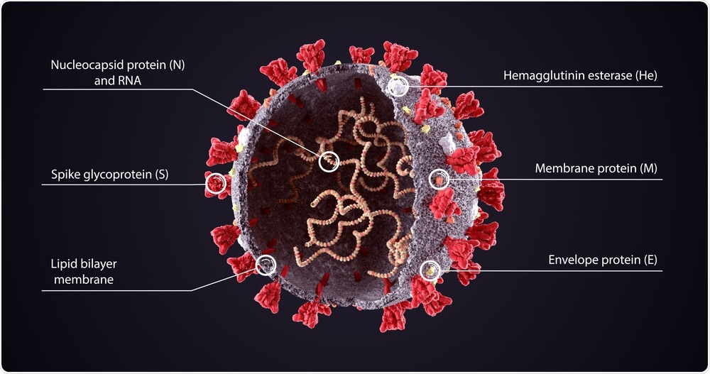 3D Illustration of SARS-CoV-2 Structure Diagram. Image Credit: Orpheus FX / Shutterstock