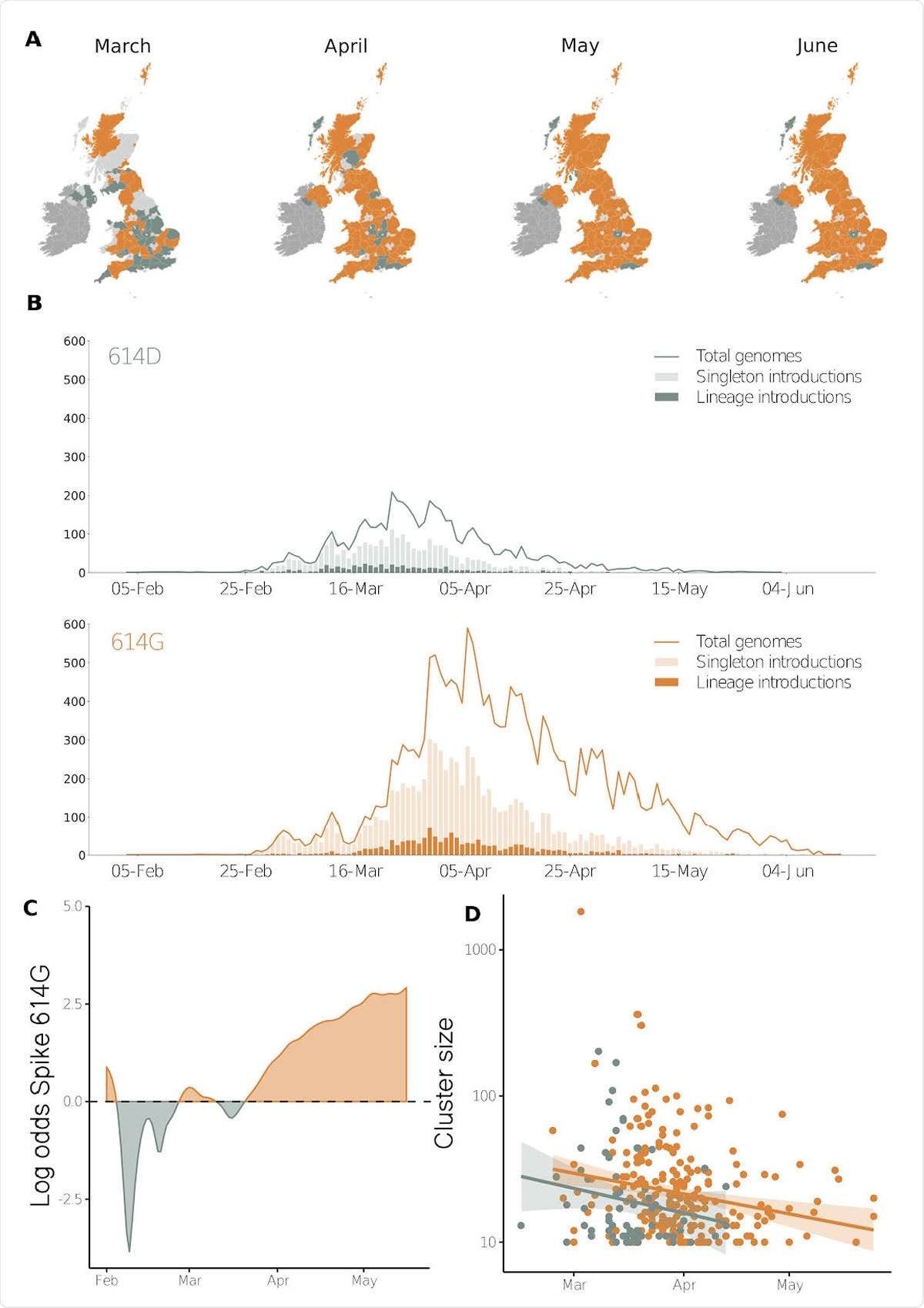 Geographic and temporal distribution of Spike 614 amino acid D or replacement G and time of lineage introductions into the United Kingdom. A) Shaded regions show the predominant residue in each region on the 15th of each month for March, April, May and June 2020, with orange indicating that 614G was more sampled and green indicating that 614D was more sampled, or that they were equally sampled. Light grey indicates that no sequences had been sampled by that point in time, and dark grey indicates the Republic of Ireland. B) The time when an introduction is first detected in the United Kingdom for Spike variants 614D and 614G. Singleton introductions are sampled exactly once and not observed subsequently, and lineage introductions gave rise to multiple sampled genomes. Solid lines show the total number of sequences collected by day of each 614 variant. C) The log odds of sampling a Spike 614G variant over time. D) The size of cluster versus time of first sample collected within a cluster.