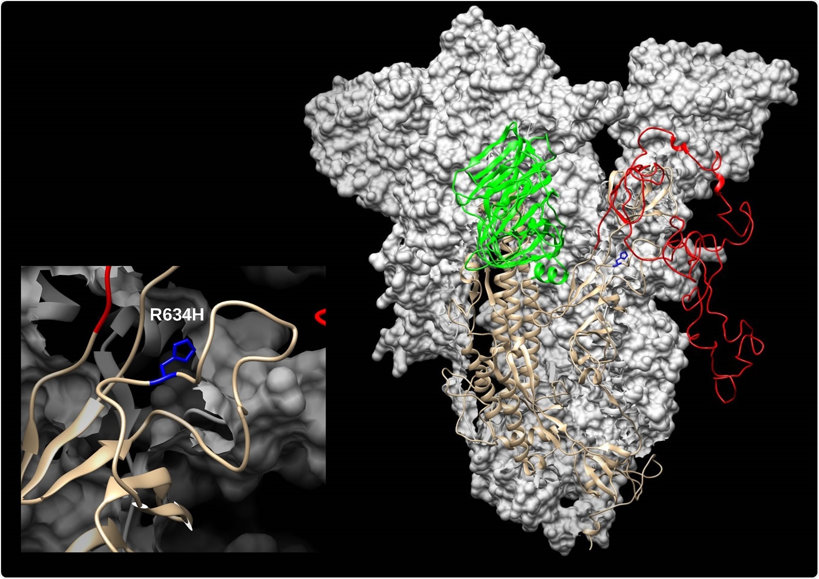 SARS-CoV-2 spike (S) modelled with SWISS-MODEL (Waterhouse et al., 2018) using 6ZGH structure as a template, drawn and colored in UCSF Chimera (Pettersen et al., 2004). N-terminal domain (NTD) is colored green and Receptor-binding domain/Cterminal domain (RBD/CTD) is red. The enlarged inset shows the location of R634H mutation (blue).