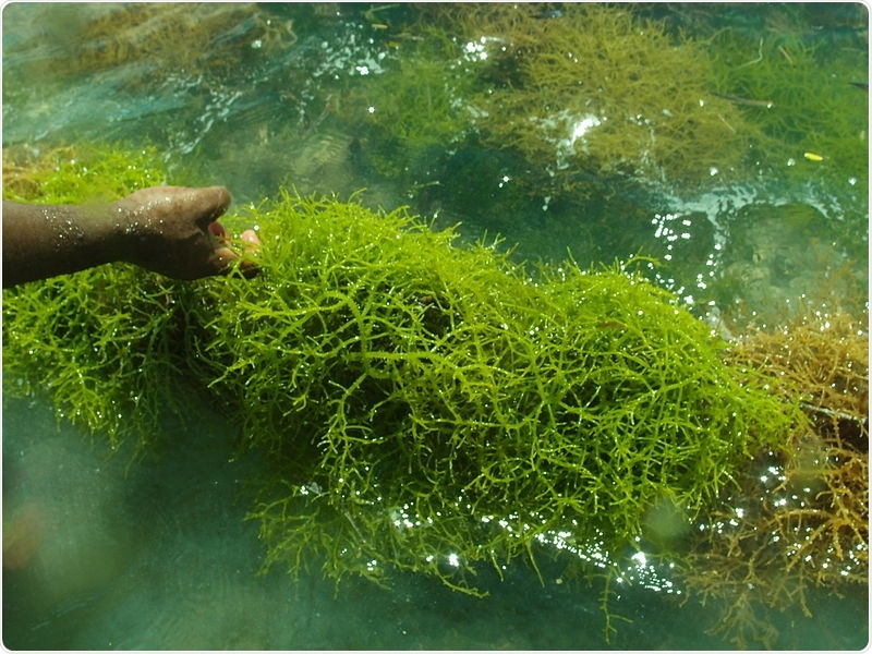 Eucheuma denticulatum, farmed for iota-carrageenan. Image Credit: StinaTano