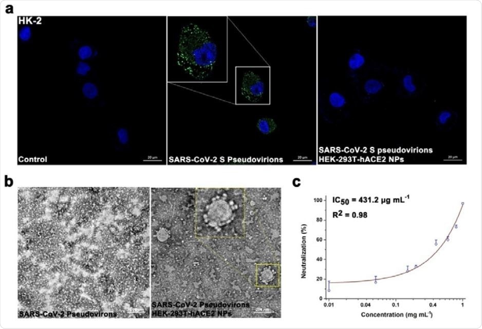 Antiviral evaluation of HEK-293T-hACE2 NPs. (a) HEK-293T-hACE2 NPs protect HK-2 cells from SARS-CoV-2 S pseudovirons invasion, as revealed by S1 immunofluorescence (green). Nuclei are stained by DAPI (blue). Scale bar indicates 20 μm. The region of interest in pseudovirons-treated group is magnified in the embedding graph. (b) TEM image of SARS-CoV-2 S pseudovirons adsorbed on HEK-293T-hACE2 NPs. The region of interest is magnified in the embedding graph. The scale bar is 200 nm. (c) Dose-dependent antiviral action of HEK-293T-hACE2 NPs.