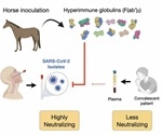 Equine antibody preparation shows greater capacity to neutralize SARS-CoV-2 isolate than human convalescent plasma