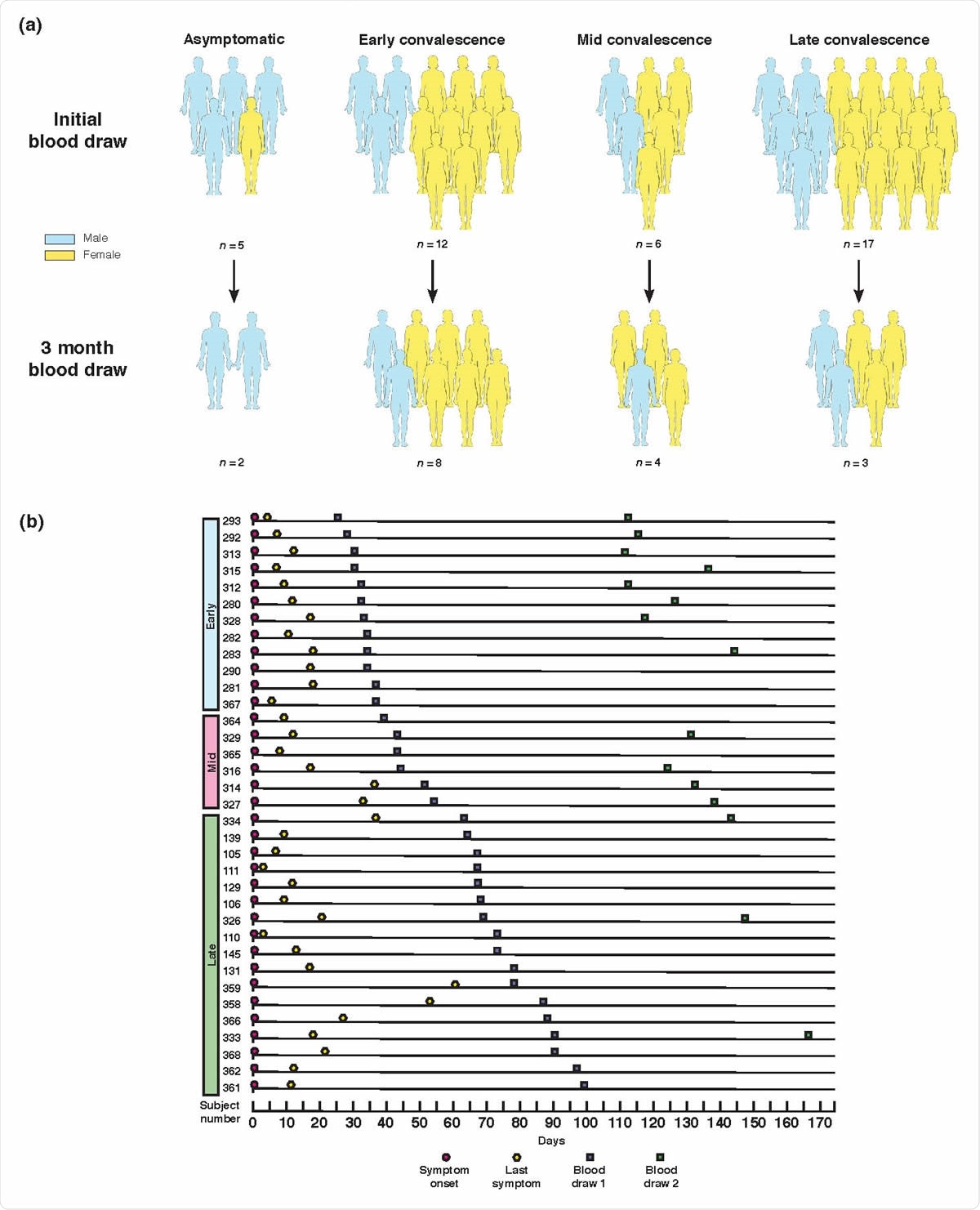 Study design and clinical data. (a) Graphical representation of convalescent subject groupings and gender. All grouping and subset designations were done retrospectively. (b) Symptom and sampling timeline for symptomatic subjects, ordered by length of convalescence.