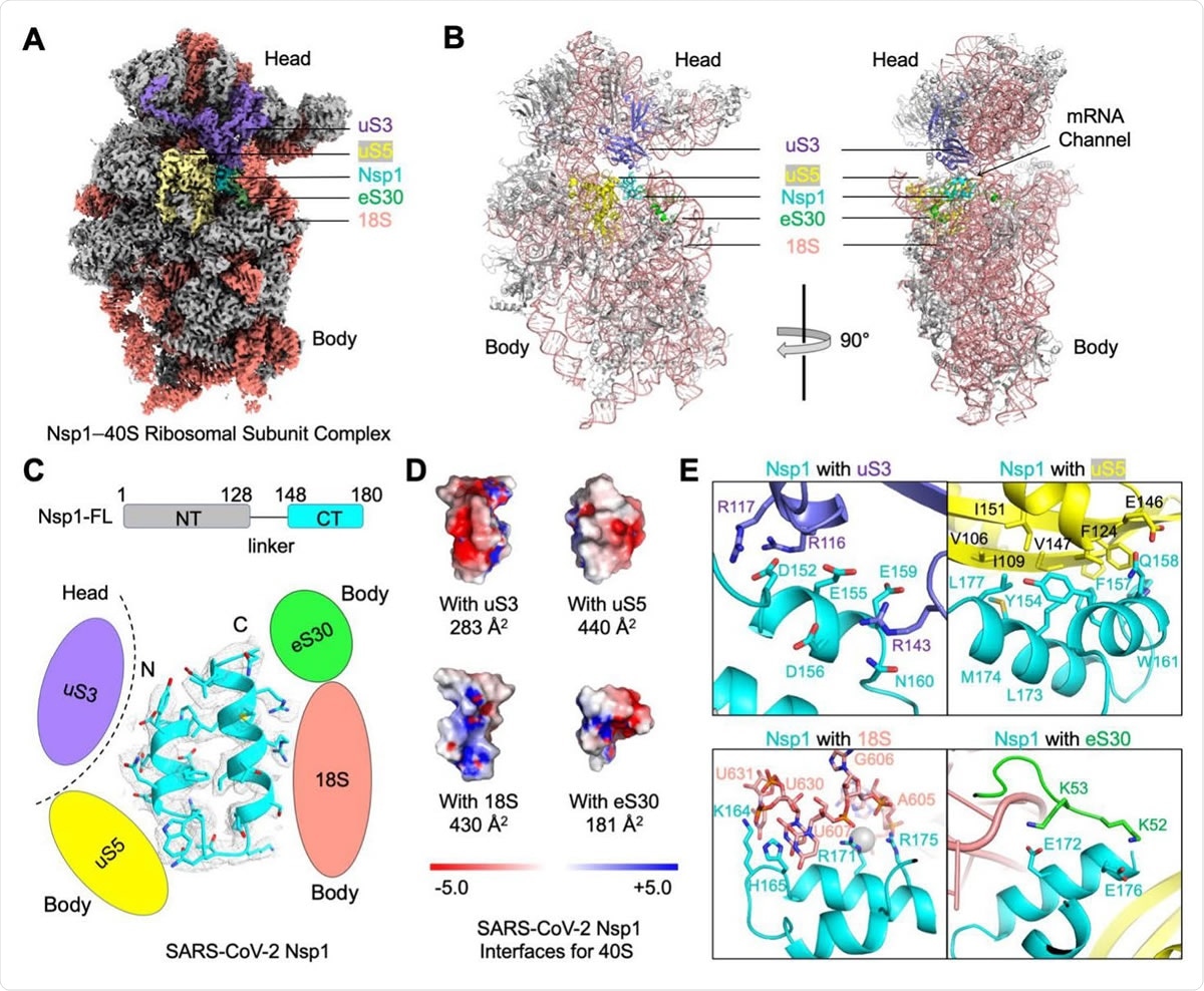 Blockage of the mRNA Channel in the 40S by the Nsp1 C-terminal Helical Hairpin (A) Cryo-EM density of the Nsp1-40S complex. Nsp1 is in cyan. Subunits of 40S that interact with Nsp1 are color-coded. (B) Ribbon diagram of the Nsp1-40S complex. Nsp1 (cyan) binds at the mRNA channel in the cleft between the head and body of the 40S ribosomal subunit. Subunits of 40S that interact with Nsp1 are color-coded. (C) Ribbon diagram and cryo-EM density of SARS-CoV-2 Nsp1 with schematics highlighting its interfaces to 40S. (D) Electrostatic surface representations of Nsp1 binding surfaces to the 40S subunits and rRNA. Buried surface areas are marked. (E) Detailed interactions between Nsp1 and the 40S ribosomal subunit.