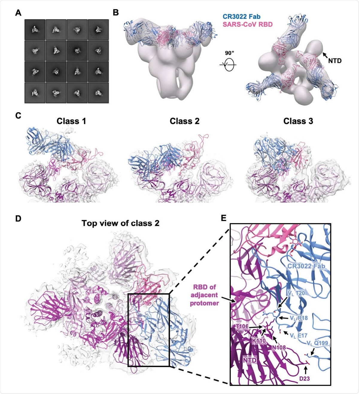 Negative-stain EM and cryo-EM analysis of SARS spike bound to CR3022 Fab. (A) Representative 2D nsEM class averages of the trimeric SARS-CoV spike glycoprotein complexed with three CR3022 Fabs. (B) Side and top view of the 3D reconstruction showing CR3022 Fabs bound to all 3 RBDs on the SARS-CoV spike. The SARS-CoV RBD-CR3022 complex from the crystal structure is fitted into the nsEM density with the RBD shown in pink and CR3022 Fab in blue. (C) Side views of the B-factor709 sharpened cryo-EM maps (transparent gray surface representation) representing three different classes of SARS spike with CR3022 Fab with different RBD-Fab orientations. While four different classes were identified, only three classes are shown here because classes 2 and 4 are very similar (Supplementary Figure 4). The RBD-Fab complex model is fit into the densities with the RBDs shown in pink and CR3022 Fabs represented in blue. The atomic model of the apo SARS-CoV spike (PDB 6ACD) [35] is also fit into density with one RBD removed for clarity. The protomers are colored in purple, magenta and deep magenta. (D) Top view of the class 2 cryo-EM map depicting potential quaternary contacts between the RBD-bound Fab and the spike NTD in this conformation. In this RBD-Fab conformation, the Fab would clash with the “down” RBD of the adjacent protomer (magenta) and, therefore, the adjacent RBD can only exist in an “up” conformation. (E) A close-up view of the Fab-spike interface showing the superimposition of CR3022 Fab and adjacent RBD. The residues that can contribute to quaternary interactions between CR3022 light chain and the NTD in two of the four classes (2 and 4) are shown.
