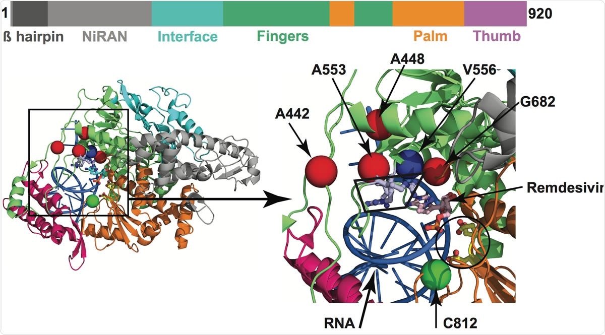 Amino acid changes identified in Nsp12 (RdRp) in this study that may influence interaction with remdesivir. The schematic at the top shows the domain architecture of Nsp12. (Left) Ribbon representation of the crystal structure of Nsp12-remdesivir monophosphate-RNA complex (PDB code: 7BV2). The structure in the right panel shows a magnified view of the boxed area in the left panel. The Nsp12 domains are colored as in the schematic at the top. The catalytic site in Nsp12 is marked by a black circle in the right panel. The side chains of amino acids comprising the catalytic site of RdRp (Ser758, Asp759, and Asp760) are shown as balls and stick and colored yellow. The nucleotide binding site is boxed in the right panel. The side chains of amino acids participating in nucleotide binding (Lys544, Arg552, and Arg554) are shown as balls and sticks and colored light blue. Remdesivir molecule incorporated into the nascent RNA is shown as balls and sticks and colored light pink. The RNA is shown as a blue cartoon and bases are shown as sticks. The positions of Ca atoms of amino acids identified in acids that are shown as red spheres are located above the nucleotide binding site, whereas Cys812 located at the catalytic site is shown as a green sphere. The side chain of active site residue Ser758 is shown as ball and sticks and colored yellow. The location of Ca atoms of remdesivir resistance conferring amino acid Val556 is shown as blue sphere and labeled.
