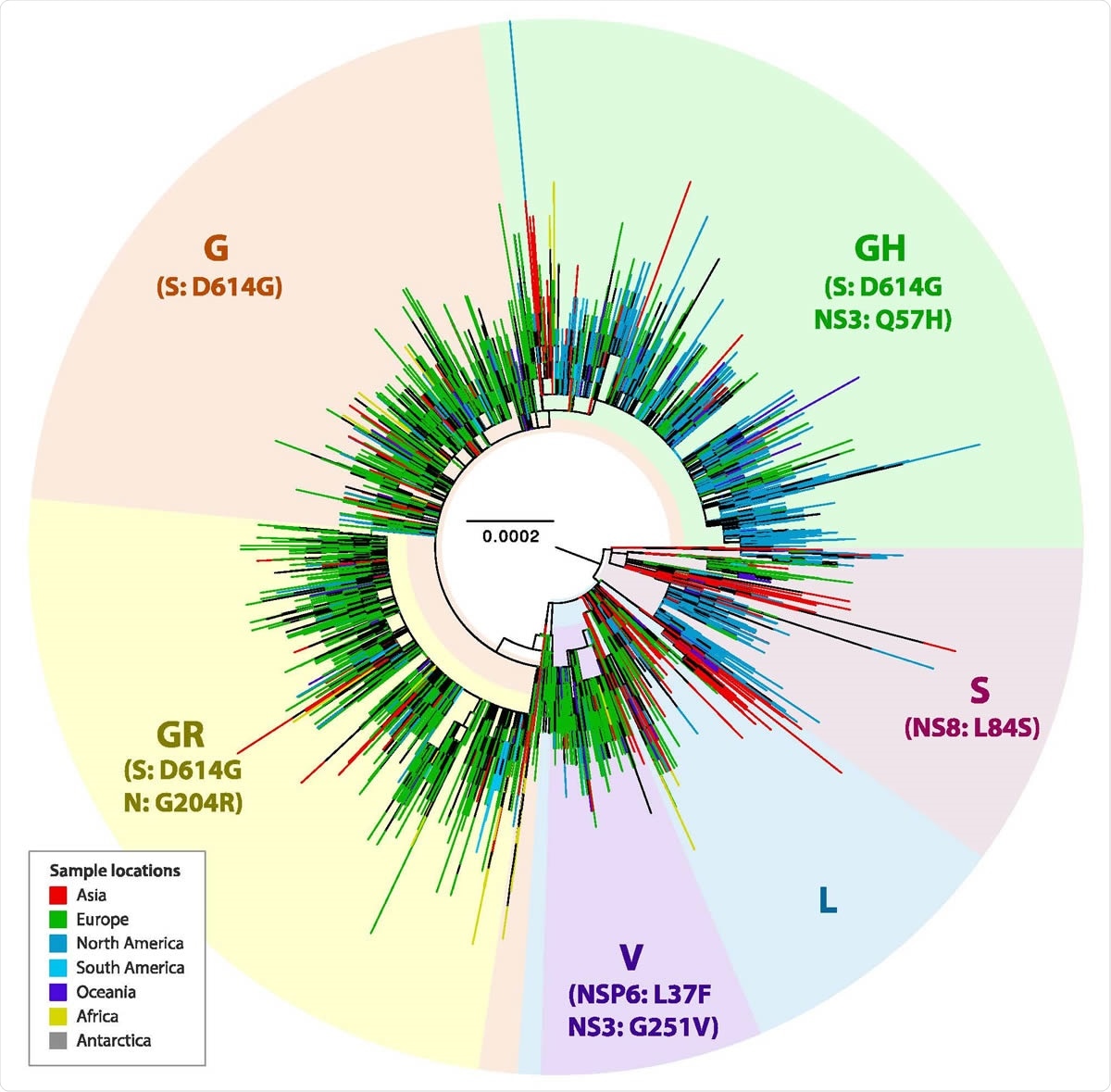 Global phylogeny of SARS-CoV-2. The maximum likelihood tree was inferred from the alignment of 26,244 worldwide SARS-CoV-2 genome sequences with high sequencing coverage, using GTR+CAT substitution model in FastTree program. Multiple clades are highlighted, and their associated mutations are indicated within parenthesis. Tree tips corresponding to the viral sequences from different continents are annotated in different colours as shown in the colour legend box.