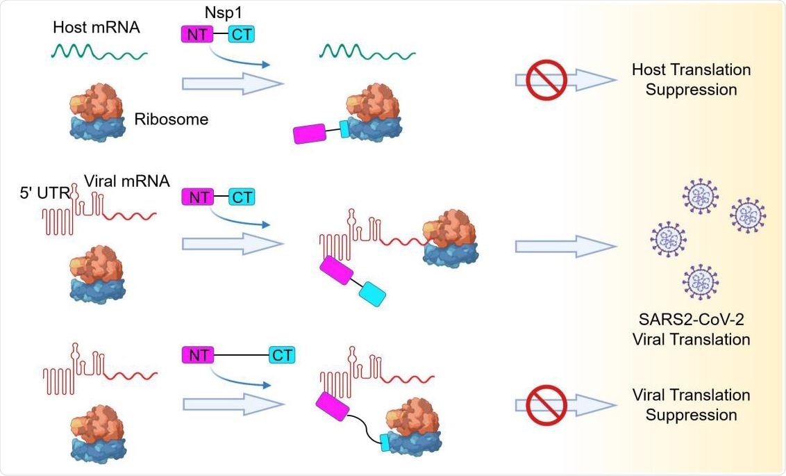 Model of a Bipartite Mechanism for Nsp1-Mediated Translation Inhibition and Evasion by SARS-CoV-2 5’ UTR A schematic model depicting the bipartite roles of SARS-CoV-2 Nsp1 during infection. First, Nsp1 blocks host mRNA from binding to the 40S ribosomal subunit due to physical occlusion by the bound Nsp1-CT. Second, Nsp1 supports viral mRNA translation by interacting with SARS-CoV- 2 5’ UTR using Nsp1-NT, which results in dissociation of the Nsp1-CT-40S complex to overcome inhibition. This mechanism of evasion of Nsp1-mediated translation inhibition is illustrated by the failure of linker-lengthened Nsp1 to support viral mRNA translation. With the longer linker, the Nsp1-NT-5’ UTR complex can co-exist with the Nsp1-CT-40S complex.