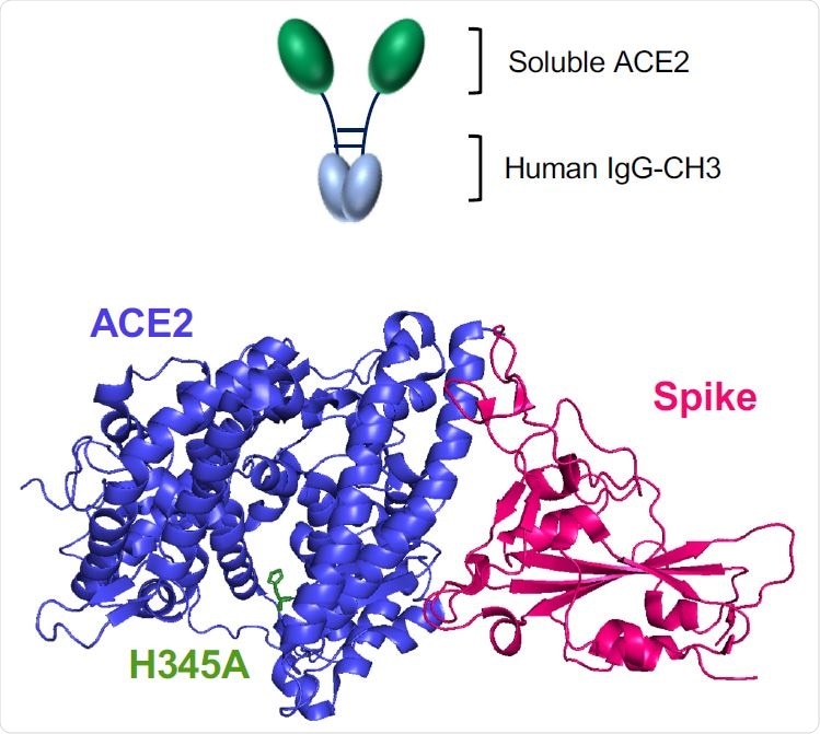 Wild-type and H345A ACE2 microbody proteins are disulfide bonded dimers. (A) The domains of ACE2 are shown with the structures of the soluble ACE2 (sACE2), ACE2 microbody and ACE2.H345A microbody proteins below. The soluble ACE2 proteins are deleted for the transmembrane (TM) and cytoplasmic domains. The ACE2 microbody proteins are fused to the human IgG CH3 domain each with a carboxyterminal 8XHis-tag. IC: intracellular domain.