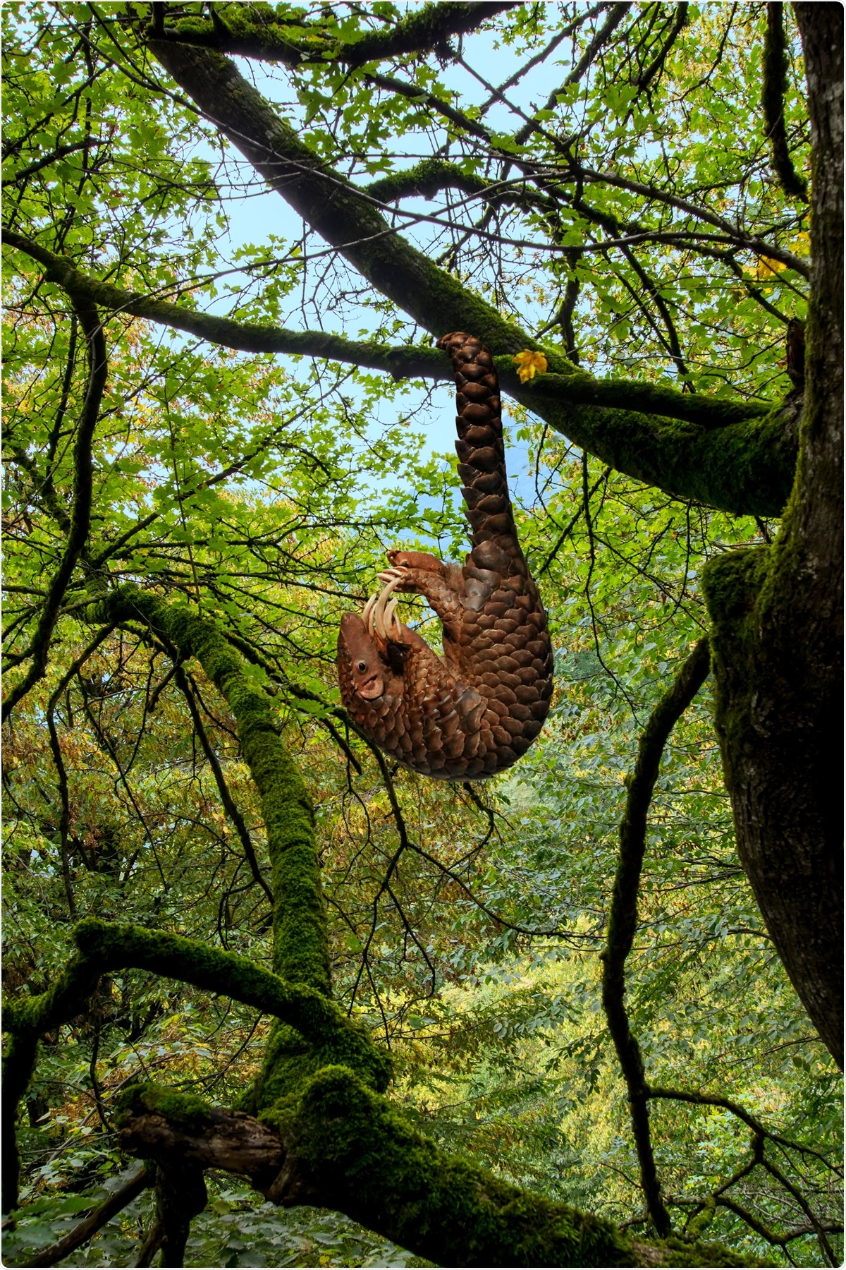 Pangolin (Manis javanica). Image Credit: Artem Avetisyan / Shuttersock