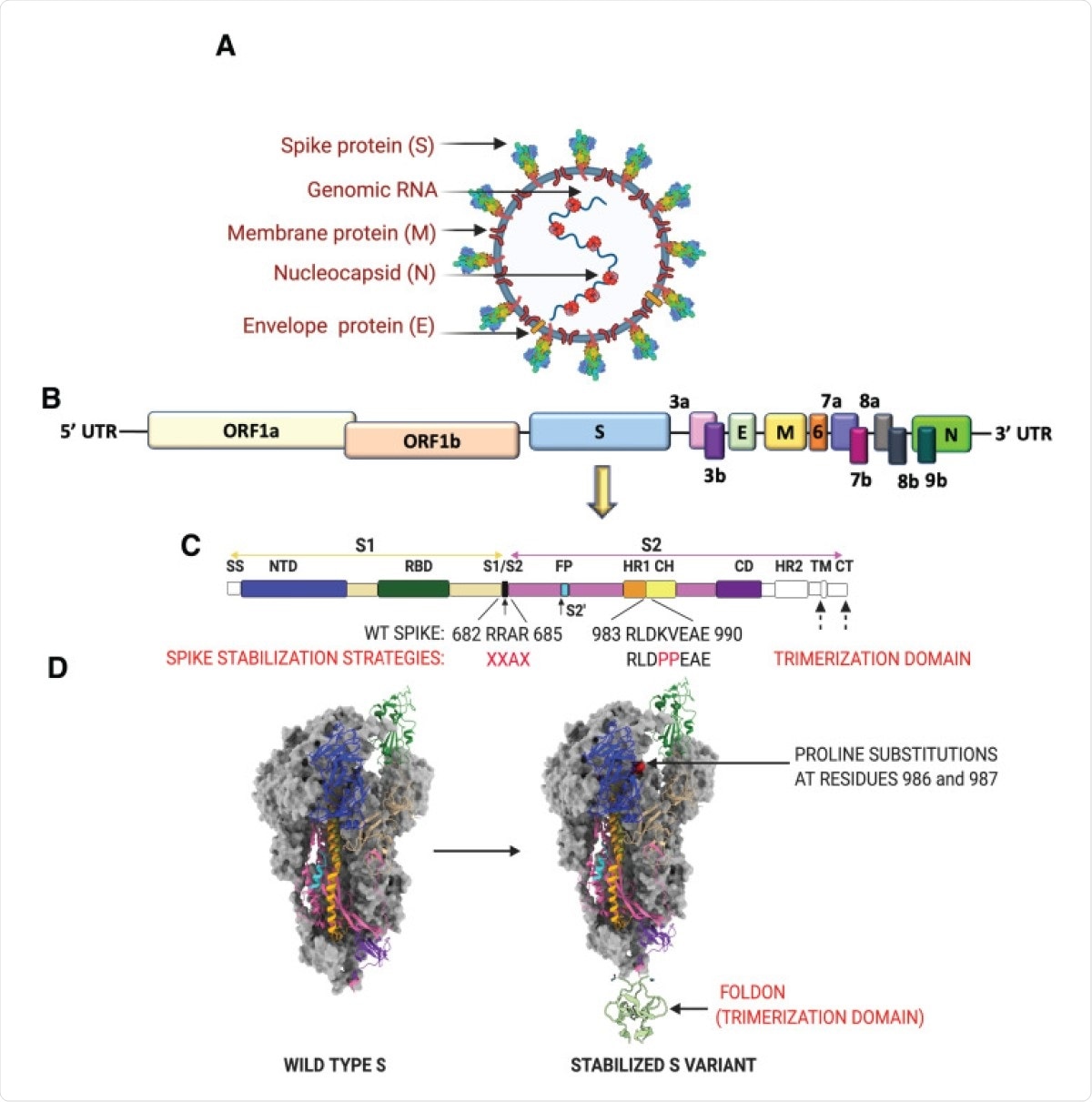 SARS-CoV-2 virion, genome and strategies for stabilizing the spike protein. (A) SARS-CoV-2 virion with structural proteins (spike (S), membrane (M), nucleocapsid (N) and envelope (E)) and genome depicted. (B) Organization of the SARS-CoV-2 genome. (C) SARS-CoV-2 S protein organization. The S1 subunit (tan) consists of a 5′ signal sequence (SS) followed by the N-terminal domain (NTD) and the receptor binding domain (RBD). Arrows denote the two protease cleavage sites: the polybasic furin site between S1/ S2 and the S2′ site. Cleavage at these two sites in the S protein exposes the hydrophobic fusion peptide (FP) and triggers the fusion process. The other domains of the S2 subunit are the heptad repeat 1 (HR1), CH-central helix, CD-connector domain, heptad repeat 2 (HR2), transmembrane domain (TM) and cytoplasmic tail (CT). Domains that have no corresponding residues in the cryo-EM structures shown in (D) are colored in white. Multiple protein engineering strategies have been adopted to stabilize the pre-fusion conformation. Most of the full-length vaccine candidates have adopted one or all of the following strategies: 1) Introduction of two stabilizing proline mutations at residues 986 and 987 in the loop between HR1 and CH, 2) Removal of the polybasic cleavage site between S1 and S2, and 3) Stabilizing the trimeric spike by addition of a trimerization motif to maintain integrity of conformational epitopes. (D) Prefusion structure of the SARS-CoV-2 spike protein determined by cryo-EM (PDB ID: 6VSB). The spike is a homotrimeric protein. Two of the monomers are colored in gray, whereas the various structural domains have been mapped on one of the monomers in the identical color as shown in (C).