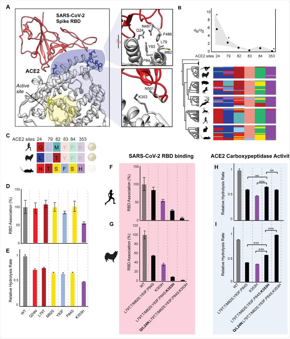 Amino acid interactions mediating ACE2 activity govern SARS-CoV-2 binding to human and dog ACE2 (A) SARS-CoV-2 gains cellular entry through the viral spike protein receptor binding domain (RBD, red), which targets binding hotspots on the ACE2 receptor (blue) distal to the ACE2 active site (yellow) [6M17; (23)]. (B) Statistical phylogenetic analyses (dN/dS averages [dots] and ranges [grey]; PAML, HyPhy) of an alignment of mammalian ACE2 coding sequences reveals positive and negative selection (*) on RBD binding hotspots. Alignment of ACE2 residues across boreoeutherian mammals is shown. (C) SARS-CoV-2 is unable to bind mouse ACE2, which displays unique amino acid residues at positions within the RBD binding interface relative to other mammals. (D) Flow cytometry was used to quantify RBD association with human cells (HEK293T) expressing WT and mutant ACE2. (E) The effect of ACE2 mutations on ACE2 hydrolysis rates was measured using a fluorometric peptide  (F-G) Interaction effects between amino acids on opposite ends of the viral binding interface determine 181 RBD binding (F-G) and ACE2 activity (H-I) in both human (F, H) and dog ACE2 (G, I).