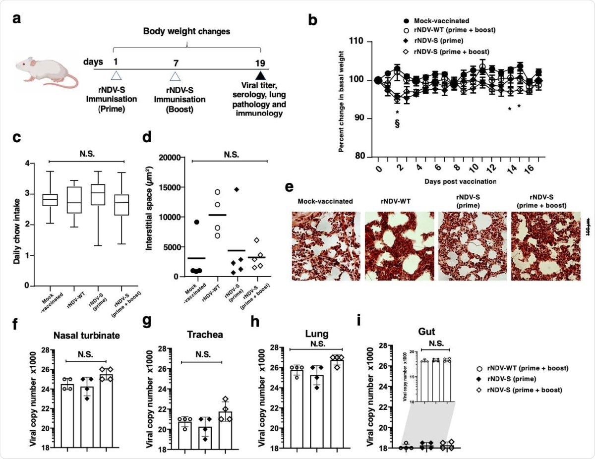 No adverse pathology results following rNDV-S intranasal vaccination. (a) Experimental model for the prime and prime + boost intranasal vaccination of mice. (b) Percentage weight change of mice following instillation of PBS or indicated rNDV constructs over the experimental time-course. (c) Daily chow intake by mock-vaccinated or rNDV-S vaccinated mice. Mean interstitial space size of right lung following H&E staining and assessed via ImageJ (d) and representative images (e). Viral replication of intranasally administered rNDV in nasal turbinate (f), trachea (g), lung (h) and gut (i). Data (n = 4–5 mice/group); *, P<0.05 and NS, non-significant between naïve and vaccinated groups, error bars represent SE of means via repeated t-test or ANOVA with Dunnett’s post-test.