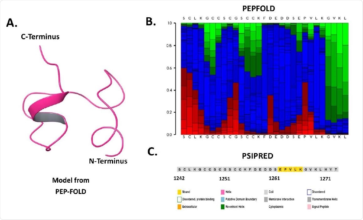 Sequence and structure-based analysis of spike C-terminal cytoplasmic domain (1242-1273 residues): A. Modeled structure through PEP-FOLD web server, B. Secondary structure analysis using PSIPRED web server, and C. PEP-FOLD structure analysis depicting helix (red), coil (blue), and extended (green).