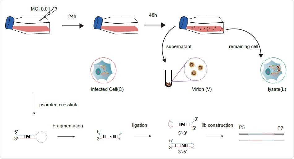 Schematic diagram for sample collection and major experimental steps.
