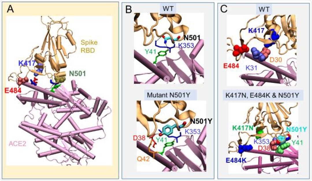 Change in interactions with ACE2 between wt RBD and Southern African variant 501.V2. (A) position of the three amino acids (K417, N501 and E584) at the interface with human ACE2 in the WT RBD; (B) compari-son of the interactions of N501 (top) with those of the variant with single substitution N501Y (bottom). The latter enables a tighter contact result-ing in higher binding affinity compared to WT. (C) Same as B for the triple mutant K417N, D501Y and E484K. Two salt bridges originally present in the wt (top) are broken (bottom), suggesting a compensating effect by the substitutions E484K and K417N, countering N501Y.