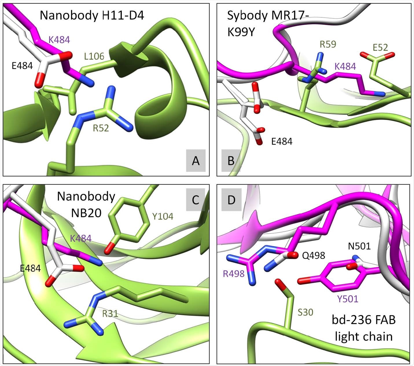 S12 RBD-62 mutations are interfering with binding to multiple antibodies. The RBD-62 (magenta) was structurally overlayed with RBD-WT (white). S477N, E484K, Q498R, and N501Y RBD mutated residues were analyzed for disruptive contacts/clashes with corresponding binding antibody/nanobody (green) in relation to RBD-WT. Four examples A) PDB ID: 6YZ5, B) PDB ID: 7CAN, C) PDB ID: 7JVB, D) PDB ID: 7CHE, where RBD-62 (but not RBD-WT) forms serious clashes with the second chain. Further experimental evaluation is needed to support our observation.