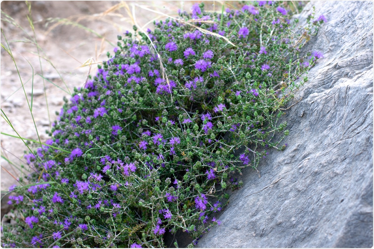 Study: A mixture of essential oils from three Cretan Aromatic Plants (thyme, Greek sage and Cretan dittany, CAPeo) inhibits SASR-CoV-2 proliferation: in vitro evidence and a Proof-of-Concept intervention study in mild ambulatory COVID-19-positive patients. Image Credit: Sunny_Smile / Shutterstock