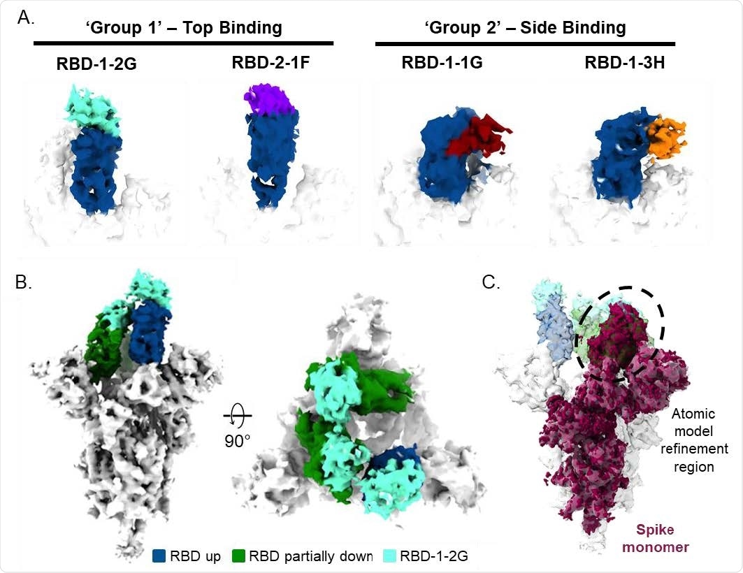 Cryo-EM of SARS-CoV-2 spike trimer and RBD binding nanobodies (A) Cryo-EM analysis of nanobodies complexed with the RBD (up state) revealed two distinct binding modes. (B) Top and side views of the cryo-EM map of S-protein in complex with 3 molecules of RBD-1- 2G (cyan). (C) Side view of the S-protein highlighting the spike monomer region refined during image processing is shown. The density containing the RBD in the laid state was used for the atomic model fitting refinement.