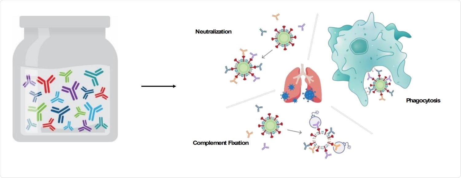 Study: Preclinical Efficacy of IMM-BCP-01, a Highly Active Patient-Derived Anti-SARS-CoV-2 Antibody Cocktail