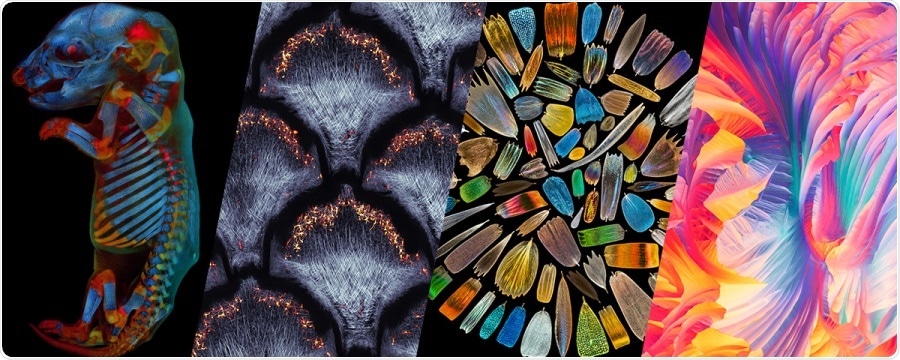 The art of science: Olympus launches third Global Image of the year contest