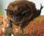 Genetic characteristics of possible new Alphacoronavirus species found in Bats