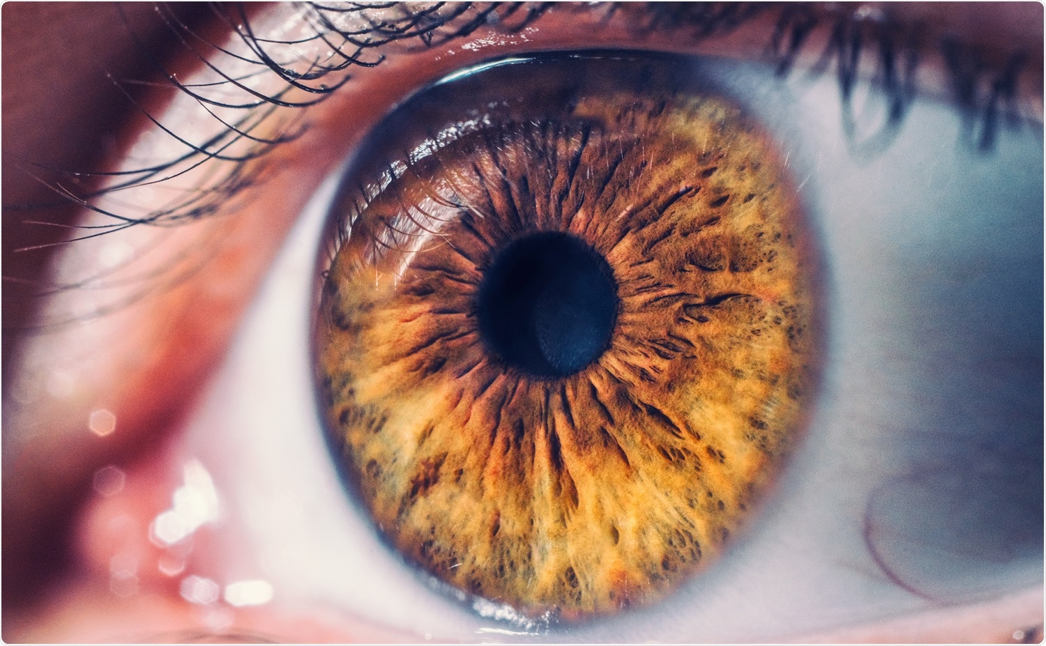 Study: SARS-CoV-2 infects and replicates in photoreceptor and retinal ganglion cells of human retinal organoids. Image Credit: hispan / Shutterstock