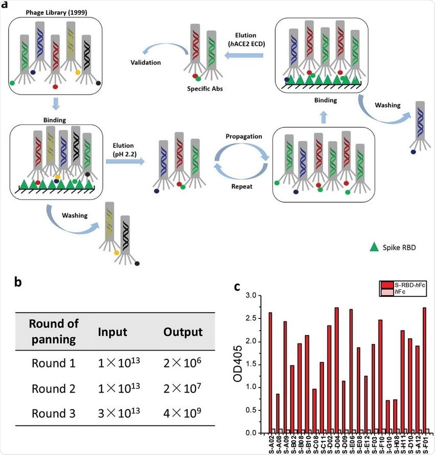 Selection of scFv antibodies targeting SARS-CoV-2 spike protein. a) Workflow of the panning process against S-RBD. b) Input and output versus panning round for the antigen S-RBD-hFc during three rounds of screening. c) Phage ELISA results of 22 unique antibodies with positive readouts (OD405 ratio S-RBD-hFc/hFc > 2).