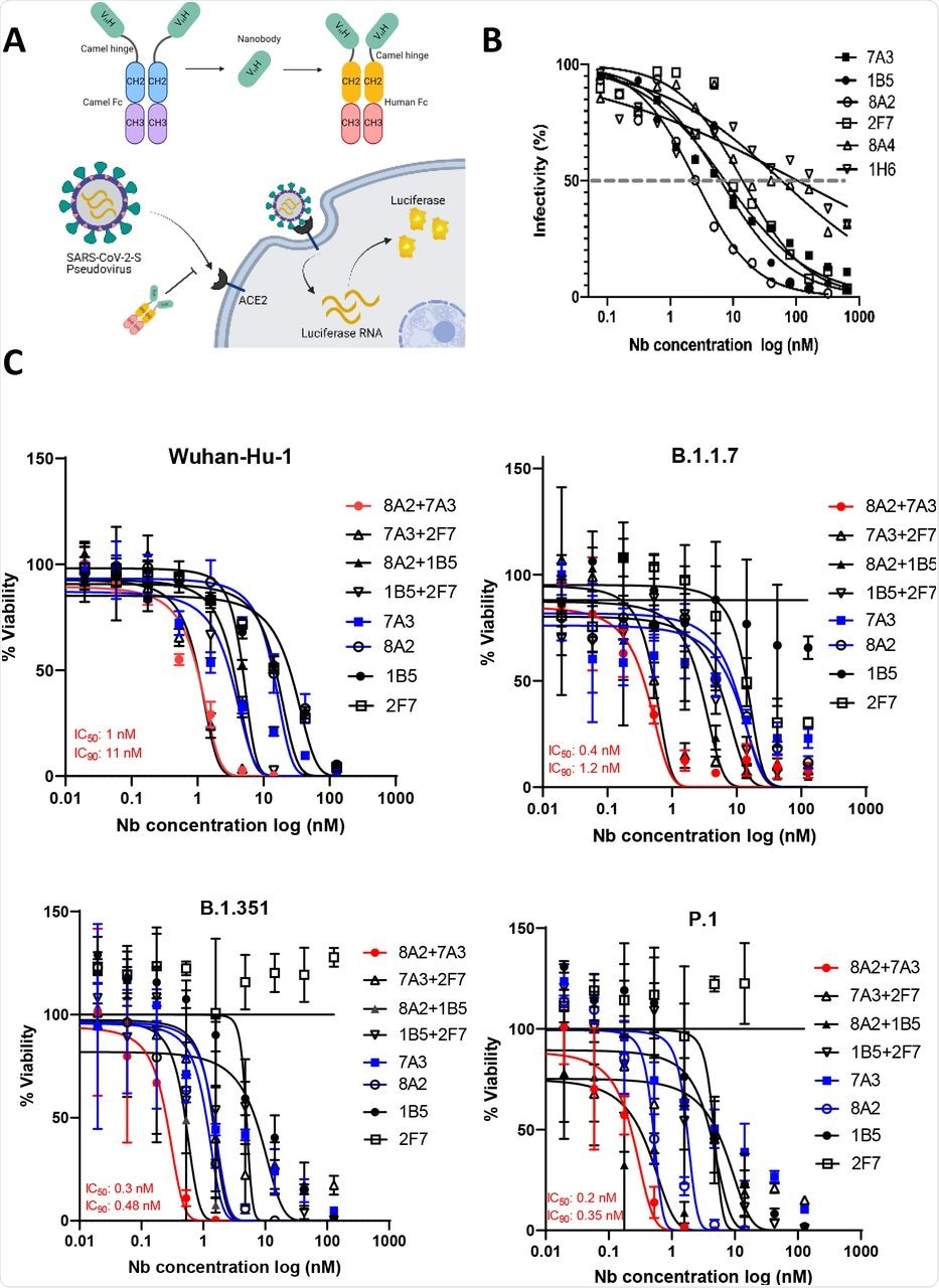 Nanobodies neutralize SARS-CoV-2 and the variants in pseudovirus assay (A) Diagrams illustrating pseudovirus assay and VHH-hFc. (B) Camel VHH-hFc proteins inhibit SARS-CoV-2 pseudovirus infectivity to ACE2 expressing human cells by measuring luciferase expression. (C) Pseudovirus particle neutralization assay testing 2-in-1 combination and single nanobodies showing that 7A3+8A2 combination has the best neutralization activity.