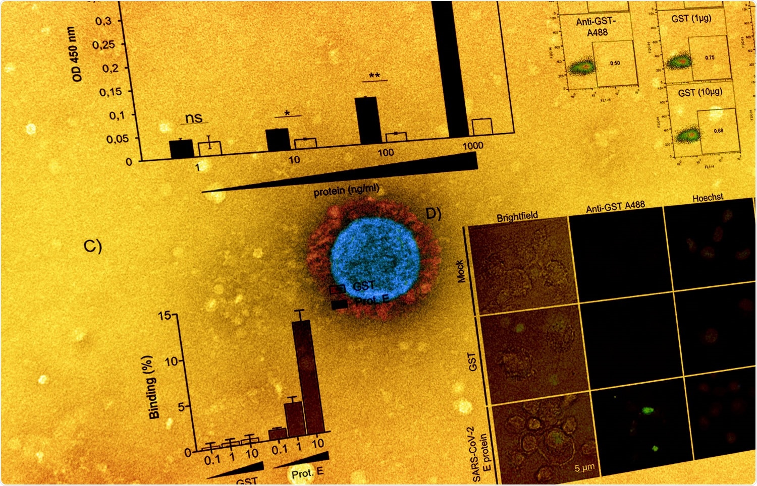 Study: SARS-CoV-2 Envelope protein (E) binds and activates TLR2: A novel target for COVID-19 interventions. Image Credit: NIAID