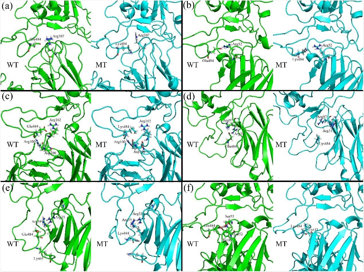 The locations as well as the conformational rearrangements of the key residues responsible for the raising of the electrostatic energies caused by the E484K mutation for the complex systems formed by RBD with the neutralizing antibody BD23 (a), the nanobody H11-D4 (b), the neutralizing antibody BD368-2(c), the nanobody Nb20 (d), the nanobody MR17-K99Y (e) and the neutralizing antibody S2M11 (f), respectively.