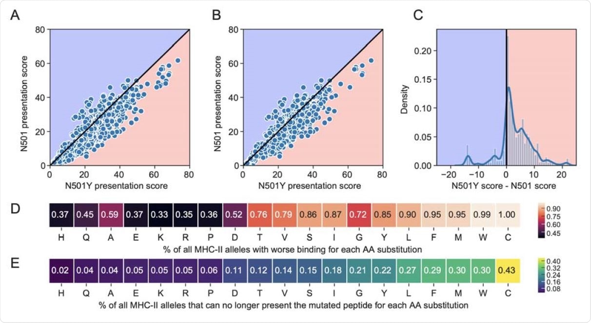 Comparison of percentile rank peptide-MHC binding scores for 15mer peptides spanning the N501 or N501Y position in the spike protein. The blue background indicates improved binding affinity (lower percentile rank) for a N501 peptide versus the corresponding N501Y mutated peptide, and a pink background indicates poorer binding affinity (higher percentile rank) for a N501 vs N501Y peptide. Scatterplots are shown for (A) all available 5620 MHC-II alleles, and (B) the 1911 most common MHC-II alleles. (C) Distribution of N501Y minus N501 MHC-II presentation scores across all MHC-II alleles. (D-E) Heatmaps for all possible single amino acid substitutions at position N501, showing the percent of MHC-II alleles that have (D) worsened binding, or (E) can no longer present the mutated peptide at a threshold of 20.