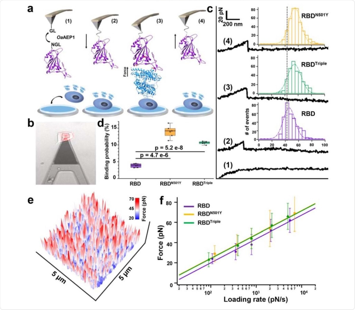 AFM-SMFS experiment to quantify the strength between RBDs and ACE2 on the living cell. a) Schematics of AFM-SMFS measurement processes show how the interaction is quantified. RBD with an N-terminal NGL is immobilized on a GL-coated AFM tip by ligase OaAEP1, which recognizes the two sequences and ligates them into a peptide bond 1). By approaching the AFM tip to the target cell 2), RBD binds to ACE2 3). Then the tip retracts, and the complex dissociates finally, leading to an unbinding force peak 4). b) Image showed the reddish ACE2-mCherry transfected HEK293 cell being measured under the tip by an inverted fluorescent microscope. c) Representative force-extension curves show no binding event (curve 1) and specific binding events between RBD-ACE2 complexes with an unbinding force peak (curves 2-4). From the force histogram (inset), RBDN501Y and RBDTriple showed higher forces as 57 pN and 56 pN than the RDB (49 pN). d) Box plot of the specific binding probabilities between the three RBDs and cell indicated a higher probability for the two mutants from AFM experiments under all five different velocities. The box indicates the 25th and 75th percentiles. e) f) The plot between loading rate and most probable unbinding forces from the complexes showed a linear relationship. The data is fitted to the Bell-Evans model to extract the off-rate.
