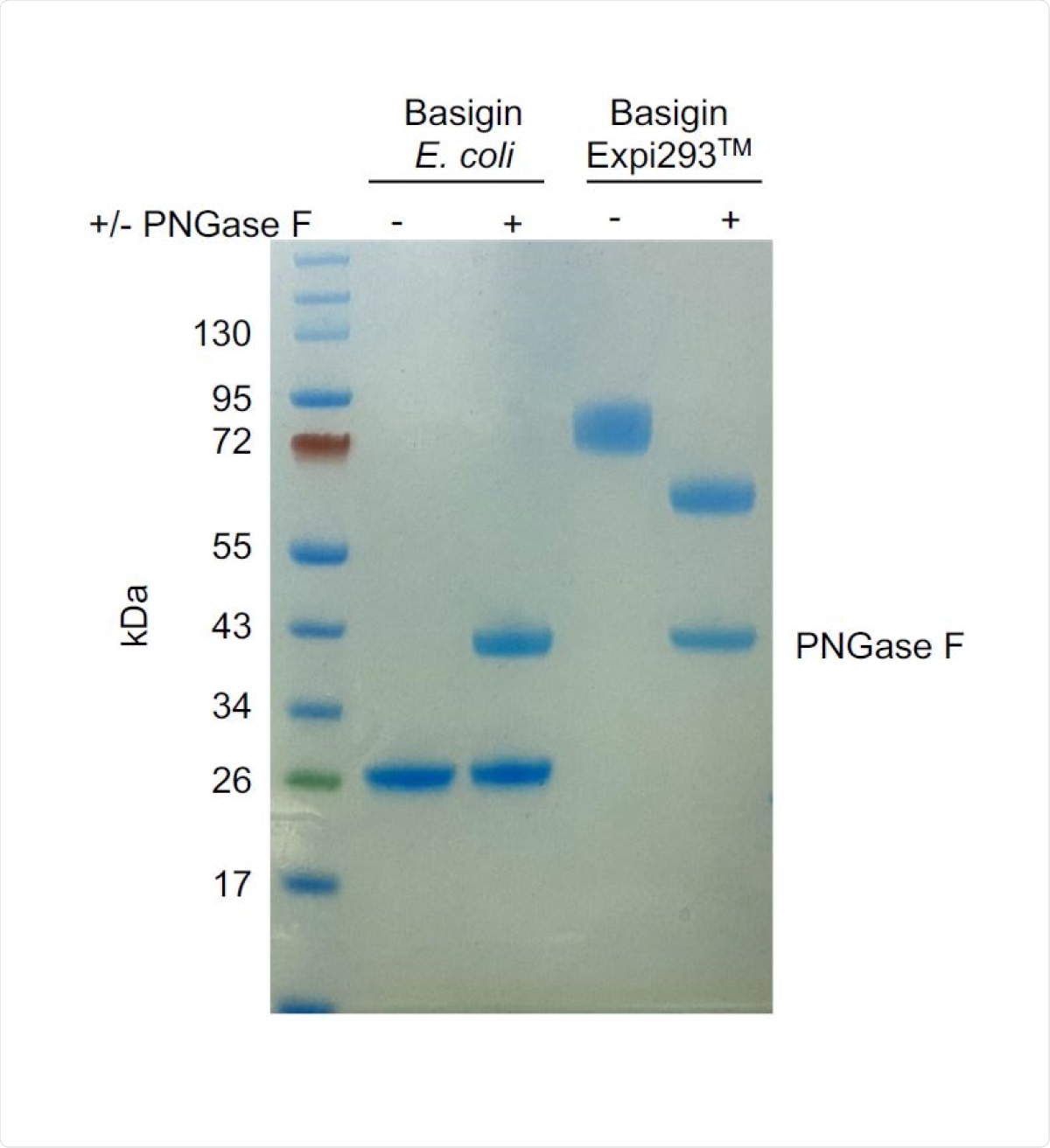 PNGase F digest of E. coli-expressed (non-glycosylated) and Expi293TMexpressed (glycosylated) basigin. The lower molecular weight of glycosylated basigin after PNGase F treatment is consistent with the loss of glycans. The heavier molecular weight of glycosylated basigin treated with PNGase F compared to non-glycosylated basigin can be attributed to the presence of the rat CD4 domains 3+4 (CD4d3+4) solubility tag (33 kDa).