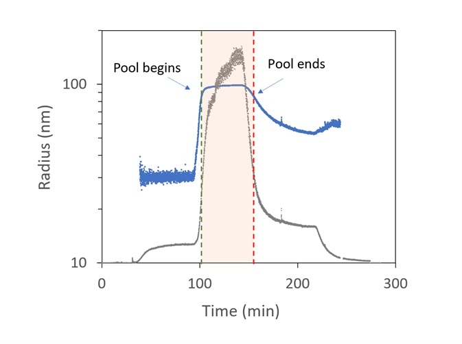 Trace of radius (blue) and light scattering intensity (grey) in OBSERVER software, measured by ultraDAWN, used to control collection of viral fractions during ion-exchange purification.