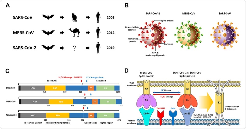 SARS-CoV, MERS-CoV, SARS-CoV-2 overview. (A) The origin of SARS-CoV, MERS-CoV and SARS-CoV-2 is widely known as bats as native hosts. While SARS-CoV and MERS-CoV have been shown to be intermediary hosts in civets and camels, SARS-CoV-2 can infect humans through an as-yet unknown intermediate host. After animal infection, SARS‐CoV‐2 has spread rapidly worldwide to date, mainly through continuous human-to-human transmission. (B) Schematic structure of SARS-CoV-2, MERS-CoV and SARS-CoV including Hemagglutinin Esterase, Membrane protein, RNA & Nucleocapsid protein, Envelope, and Spike protein. (C) Comparison of the S proteins of SARS-CoV, MERS-CoV and SARS-CoV-2. NTD, RBD, FP, HR and Cleavage site by TMPRSS2 and furin. (D) The MERS-CoV, SARS-CoV, and SARS-CoV-2 S proteins bind to ACE2 and DPP4, which act as receptors present in host cells. In order for the S2 domain in the virus to be fused to the host cell membrane to cause endocytosis, the process of cutting at two sites (S1/S2 and S2’) through the proteases Furin and TMPRSS2 is essential. SARS-CoV-2 has a much higher affinity than binding affinity to SARS-CoV S protein and ACE2, resulting in a high infection rate.