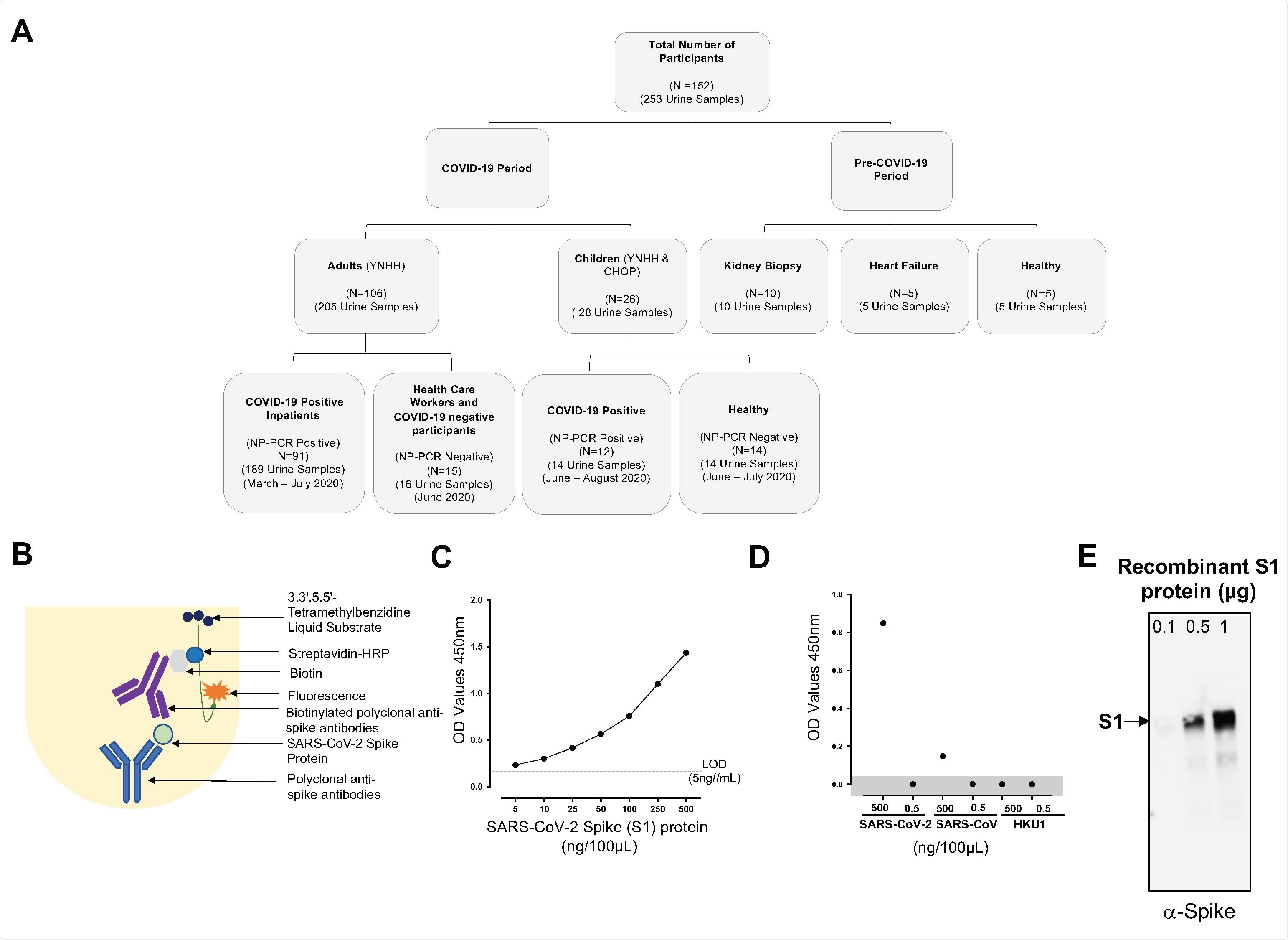 Consolidated summary of study population, assay chemistry, and sensitivity and specificity of the SARS-CoV-2 spike protein using capture ELISA. (A) Flowchart describing the study population. Samples used in this study were collected both before and during the COVID-19 pandemic. (B) Schematic representative of the Capture ELISA assay chemistry. (C) Representative standard curve generated using 5μg/mL SARS-CoV-2 polyclonal anti-spike antibodies. (D) Assay to define the specificity of the SARS-CoV-2 Capture ELISA. Two different concentrations (5μg/mL and 5ng/mL) of different coronavirus infecting humans (SARS-CoV-2, SARS-CoV and HCoV-HKU1) were assessed to determine the specificity of the Polyclonal anti-spike SARS-CoV-2 antibodies. Data points in the shaded area are below the limit of detection. (E) Sensitivity of the polyclonal antibodies to detect SARS-CoV-2 spike S1 protein using Western blot. SARS-CoV-2 in three different concentration was measured 0.1μg, 0.5μg and 1μg.