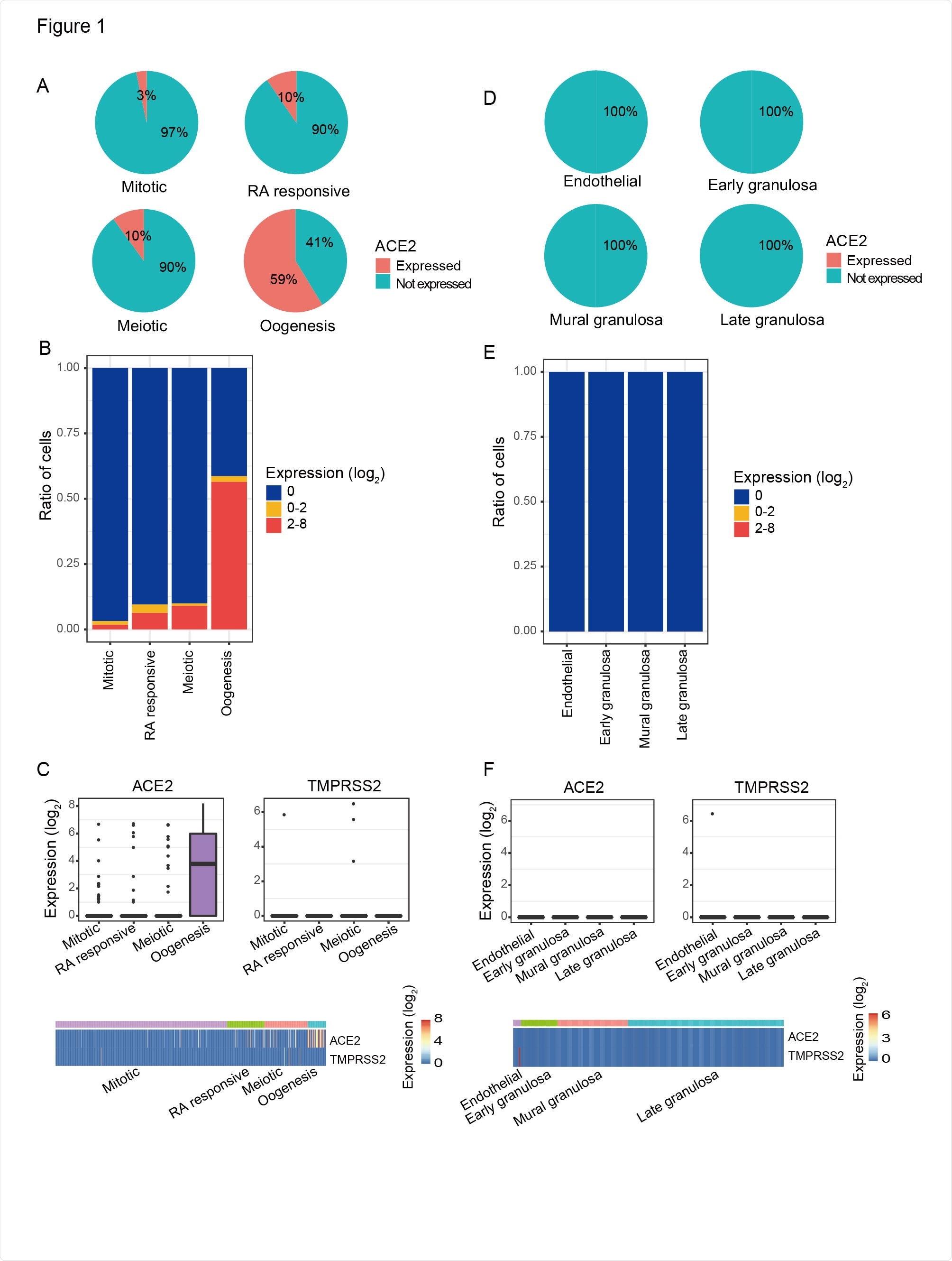 The ACE2 expression pattern in female PGCs and their surrounding somatic cells. A) Pie charts showed the ratio of ACE2 expressed PGCs in each developmental stage. Mitotic, RA responsive, Meiotic, and Oogenesis represent four sequentially developmental stages of female PGCs. B) Ratios of different ACE2 expression level of PGCs in each developmental stage. C) ACE2 and TMPRSS2 expression level of PGCs. Top: boxplots of ACE2 and TMPRSS2 expression level in each developmental stage. Bottom: heatmaps of ACE2 and TMPRSS2 expression level in each cell. D) Pie charts showed the ratio of ACE2 expressed PGC surrounding somatic cells. Endothelial: somatic cells surrounding the PGC in Mitotic stage; Early granulosa: somatic cells surrounding the PGC in RA responsive stage; Mural granulosa: somatic cells surrounding the PGC in Meiotic stage; Late granulosa: somatic cells surrounding the PGC in Oogenesis stage. E) Ratios of different ACE2 expression level of PGC surrounding somatic cells. F) ACE2 and TMPRSS2 expression level of PGC surrounding somatic cells. Top: boxplots of ACE2 and TMPRSS2 expression level in PGCs surrounding somatic cells. Bottom: heatmaps of ACE2 and TMPRSS2 expression level in each cell.