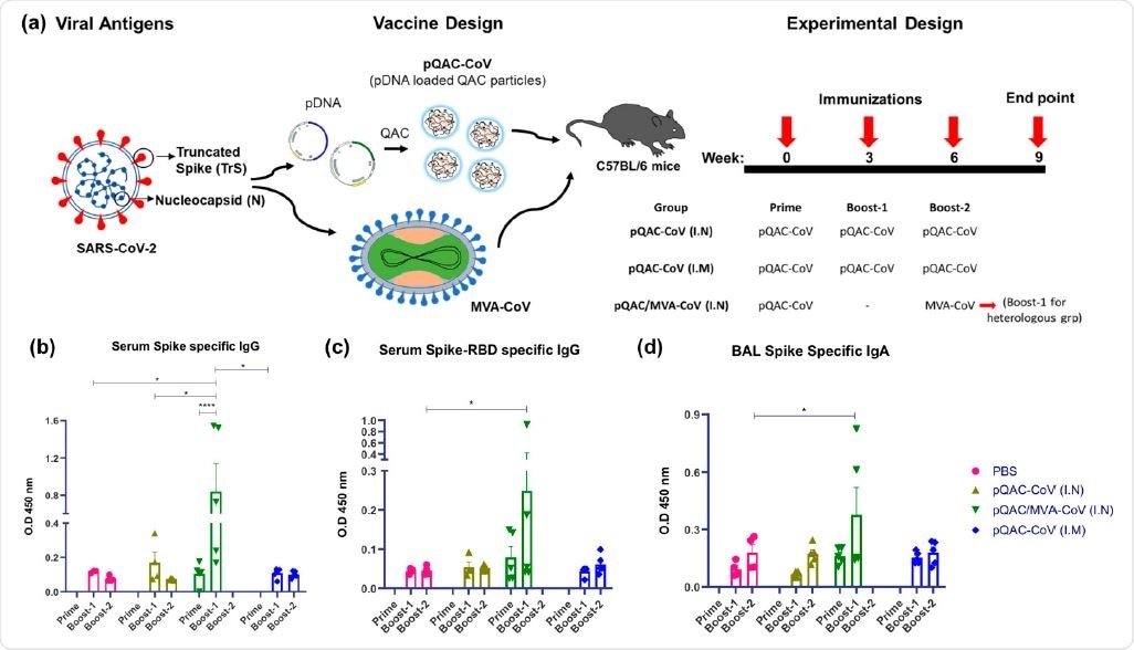Generation of humoral immune responses in C57BL/6 mice following immunization with different vaccine constructs. (a) Outline for vaccine construct and immunization protocol using groups of C57BL/6 mice vaccinated with 3 doses of pQAC-CoV (I.N) or pQAC-CoV (I.M) with 3-week interval. Another group of C57BL/5 mice were vaccinated with pQAC-CoV (I.N) at week-0 followed by boost with MVA-CoV (I.N) at week-6. (b) ELISA titers of SARS-CoV-2 S-specific IgG in mice sera, (c) ELISA titers of SARS-CoV-2 spike receptor-binding domain (RBD)-specific IgG in mice serum and (d) ELISA titers of SARS-CoV-2 S-specific IgA in bronchoalveolar lavage (BAL), significance (*, p < 0.05, ****, p < 0.0001) was determined by two-way ANOVA. Data show mean  SEM.