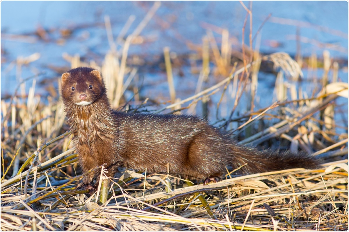 Research Letter - SARS-CoV-2 Exposure in Escaped Mink, Utah, USA. Image Credit: Shauttra / Shutterstock