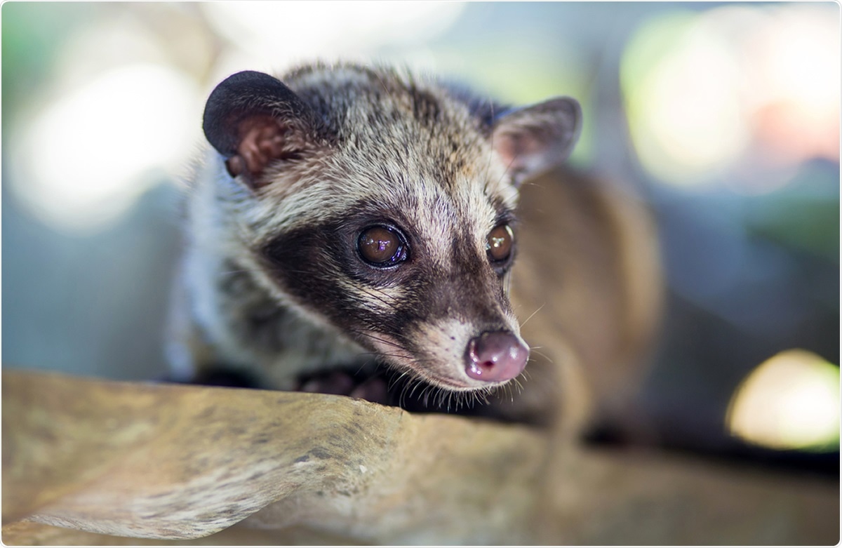 Asian Palm Civet. Image Credit: trubavin / Shutterstock