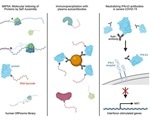 Identification of neutralizing IFNL3 autoantibodies in severe COVID-19 cases