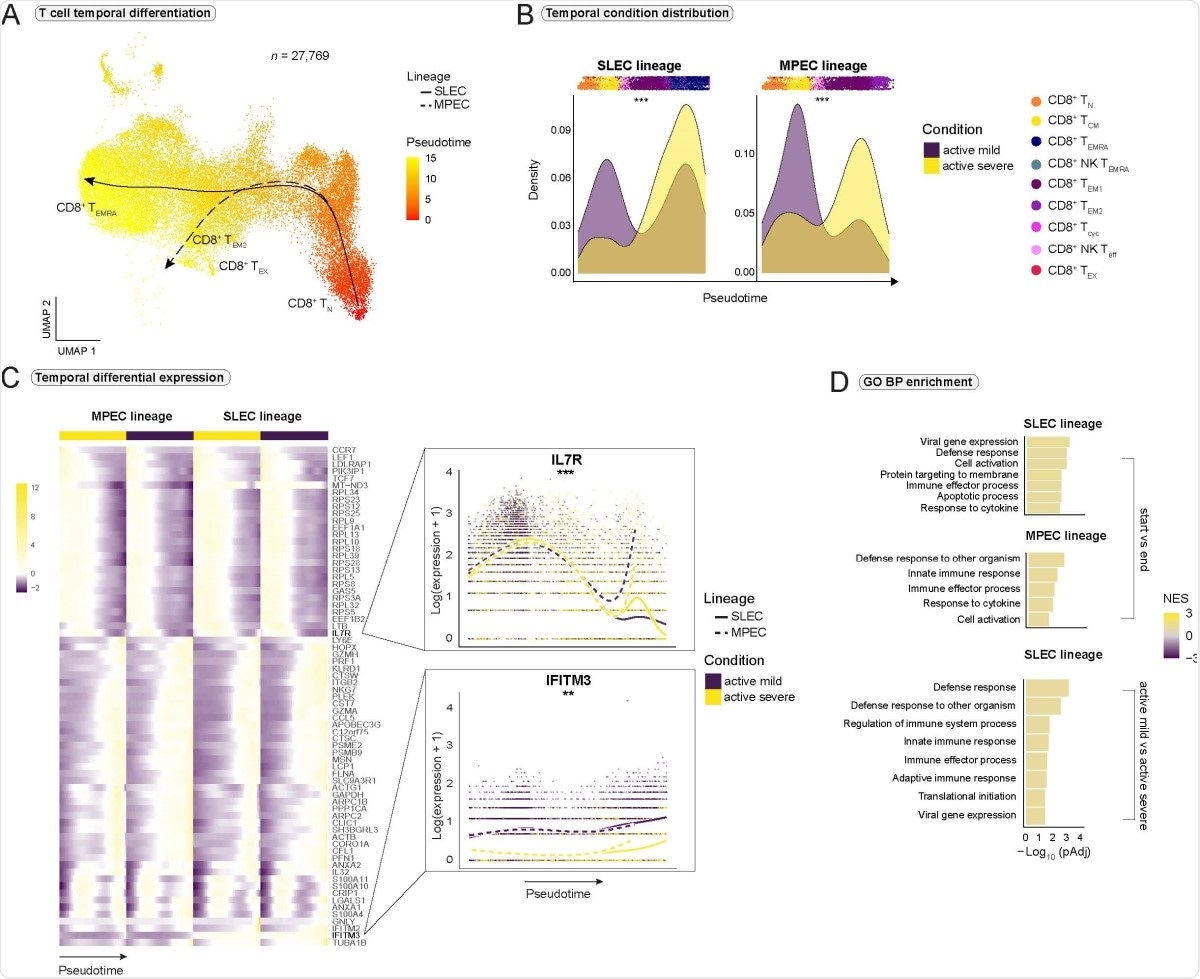 Impaired CD8+ T cell differentiation and exhaustion in severe COVID-19. (A) Pseudotimes and estimated trajectories projected onto the integrated UMAP of cell types likely to have their origin in naive CD8+ TN cells. (B) Temporal distribution of cell density for the active mild and severe conditions across pseudotime. Shifts in distribution between the conditions for the short-lived effector cells (SLEC) and memory precursor effector cells (MPEC) lineage were tested with the Kolmogorov-Smirnov method (MPEC: D = 0.310, p < 2e-16, SLEC: D = 0.402, p < 2e-16). Supplementary Fig. 4A is referred to for distribution of healthy and recovered conditions. (C) Heatmap depicts differentially expressed genes between the progenitor and differentiated cell populations across pseudotime (start vs end). Smoothed expression of two selected genes is shown with the y-axis on natural logarithmic scale. An extended panel of genes is reported in Supplementary Fig. 4. (D) Significantly enriched biological process (BP) gene sets from the Gene Ontology (GO) database. Gene set enrichment analysis was based on the genes from the start vs end test (upper panel) and condition tests between active mild and severe COVID-19 (lower panel) with tradeSeq. Normalized enrichment score = NES. *** = p-value < 0.001, ** = p value < 0.01.