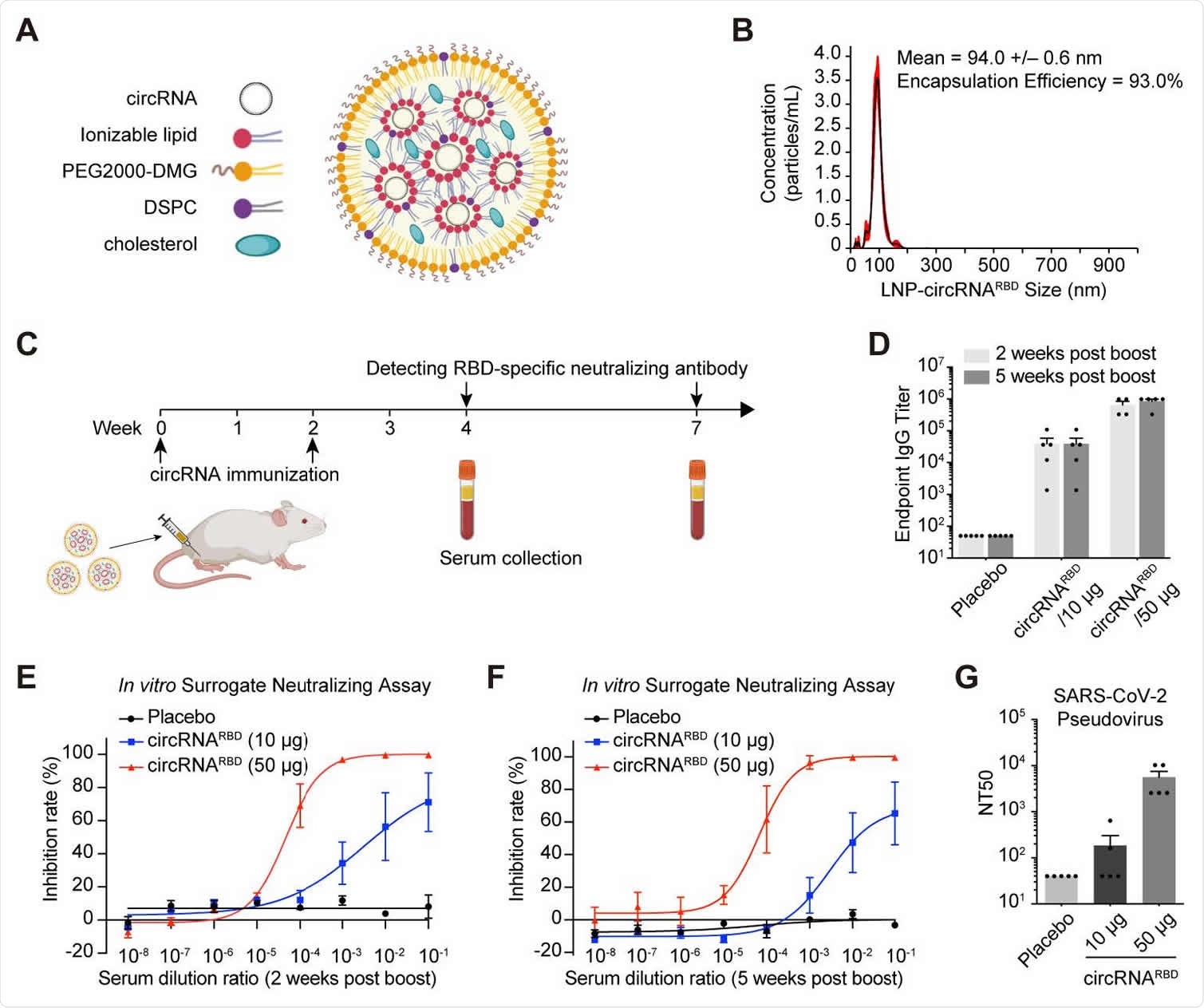 Humoral immune responses in mice immunized with SARS-CoV-2 circRNARBD  vaccines. (A) Schematic representation of LNP-circRNA complex. (B) Representative of concentration-size graph of LNP-circRNARBD measured by dynamic light scattering method. (C) Schematic diagram of the LNP-circRNARB vaccination process in BALB/c mice and serum collection schedule for specific antibodies analysis. (D) Measuring the SARS-CoV-2 specific IgG antibody titer with ELISA. The data were shown as the mean ± S.E.M. (n = 4 or 5). (E) Sigmoidal curve diagram of the inhibition rate by sera of immunized mice with surrogate virus neutralization assay. Sera from circRNARBD (10 μg) and circRNARBD 260 (50 μg) immunized mice were collected at 2 weeks post the second dose. The data was shown as the mean ± S.E.M. (n = 4). (F) Sigmoldal curve diagram of the inhibition rate by sera of immunized mice with surrogate virus neutralization assay. Sera from circRNARBD (10 μg) and circRNARBD (50 μg) immunized mice were collected at 5 weeks post boost. The data were shown as the mean ± S.E.M. (n = 5). (G) The NT50 was calculated using lentivirus-based SARS-CoV-2 pseudovirus. The data was shown as the mean ± S.E.M. (n = 5).