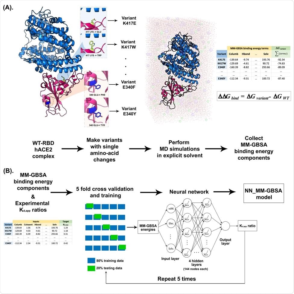 Schematic representation of the workflow for building NN_MM-GBSA model. (A) MD simulations were performed for each single point amino acid substitution variant in explicit solvent followed by MM-GBSA analysis to calculate the decomposed components of binding energies. (B) MM-GBSA binding energy components were fed as inputs to the Neural network with the experimental Kd,app ratios as the regression target. The model is trained using five cycles of the five-fold cross validation procedure.