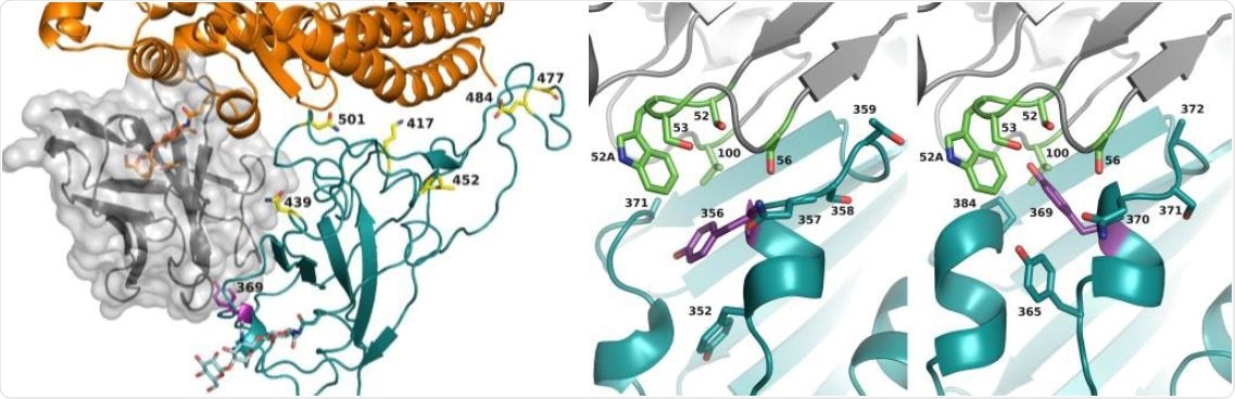 Enhanced affinity and neutralizing activity of computationally predicted VHH72 variant. Left: Composite overlay showing the locations of VHH72 (grey cartoon with transparent surface, centre-left) and ACE-2 (orange cartoon, top) versus SARS-CoV-2 RBD (cyan cartoon, centre). Tyr369 of SARS-CoV-2 RBD is indicated and shown as purple sticks. The protein-proximal monosaccharides of the ACE-2 N322 N-glycan (clashing with VHH72) are shown as orange sticks; the RBD N343 N-glycan’s protein-proximal monosaccharides are shown as cyan sticks. The emerging RBD variants at residues K417(-/>N), N439(->K), L452(->R), S477(->N), E484(->K) and N501(->Y) are indicated and shown as yellow sticks. Right: Comparison of VHH72 (rainbow cartoon) in complex with SARS-CoV-1 RBD (cyan cartoon, pdb-entry 6WAQ chains C and D) with a homology model of VHH72 bound to SARS-CoV-2 RBD (cyan cartoon, model obtained from the I-TASSER server), zoomed-in to the zone near VHH72