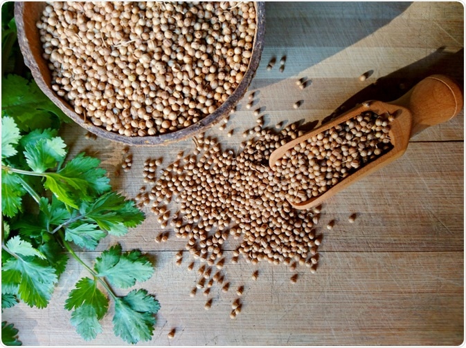 coriander