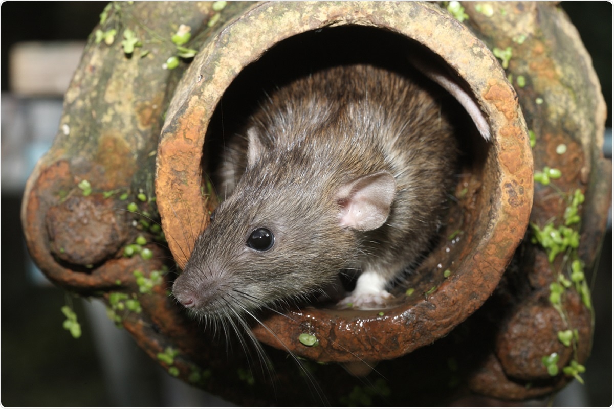 Study: SARS-CoV-2 surveillance in Norway rats (Rattus norvegicus) from Antwerp sewer system, Belgium. Image Credit: Erni / Shutterstock
