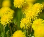Dandelion extract inhibits SARS-CoV-2 in vitro